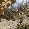 An image of a blooming tree on Temple's campus